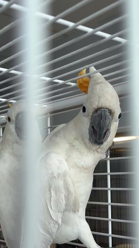 Caged Cockatoos For Sale At Pet Market