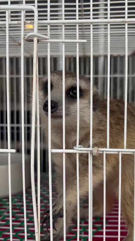 Caged Meerkat and Prarie Dog for sale at pet market