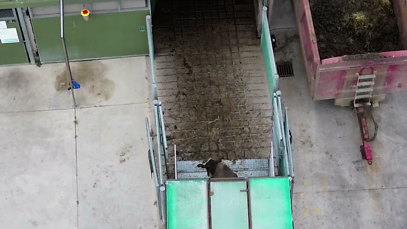 Cows Unloading at Slaughterhouse - Above View