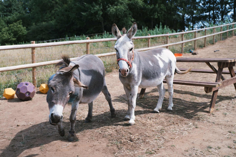 Two Donkeys