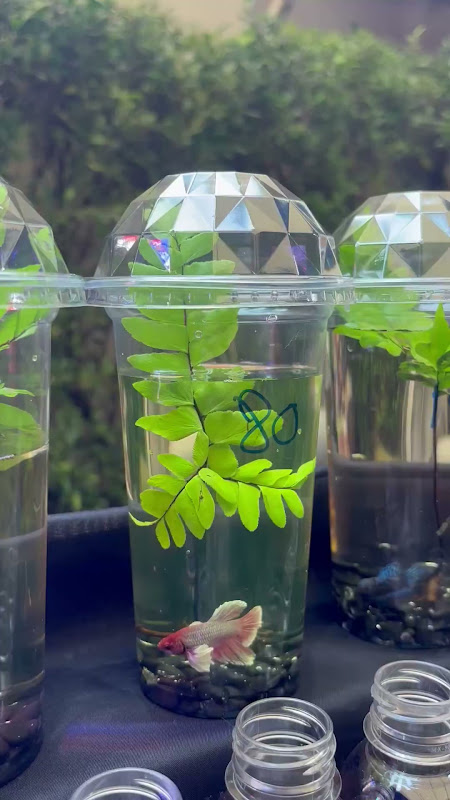 Betta Fish in a plastic cup