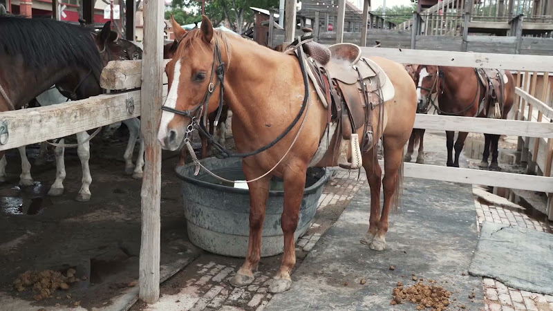 Horse Waiting To Be Ridden By Tourists