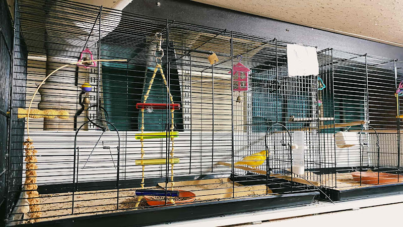 Pet Shop Cage For A Yellow Canary