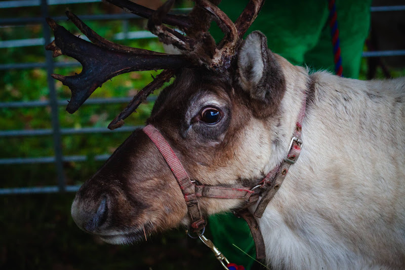 Reindeer at Christmas Event