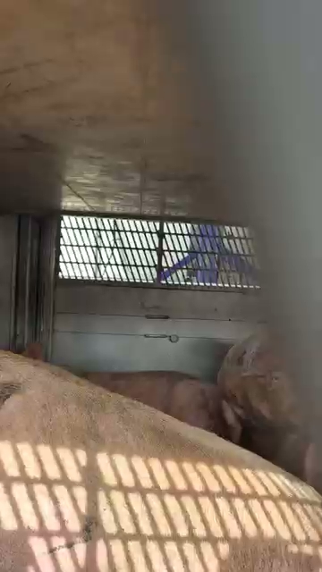 Distressed Pigs On Slaughter Truck 