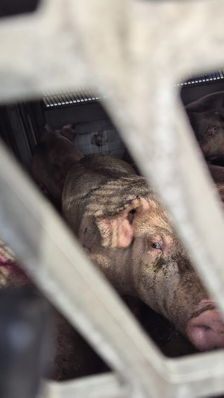 Pig On A Slaughterhouse Truck