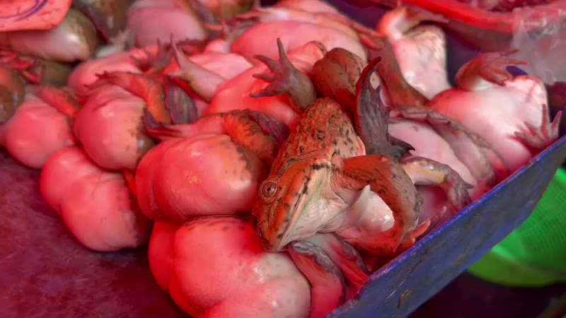 Live Frogs Suffering At Food Market