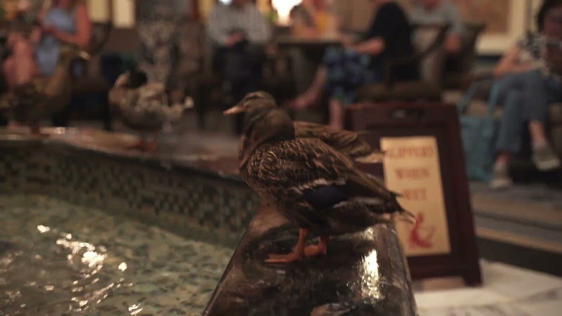 Ducks Kept In Hotel Fountain