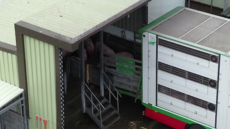 Pigs Unloading at Slaughterhouse