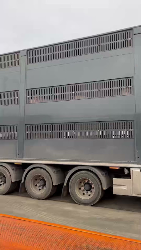 Truck Full of Pigs at a Slaughterhouse