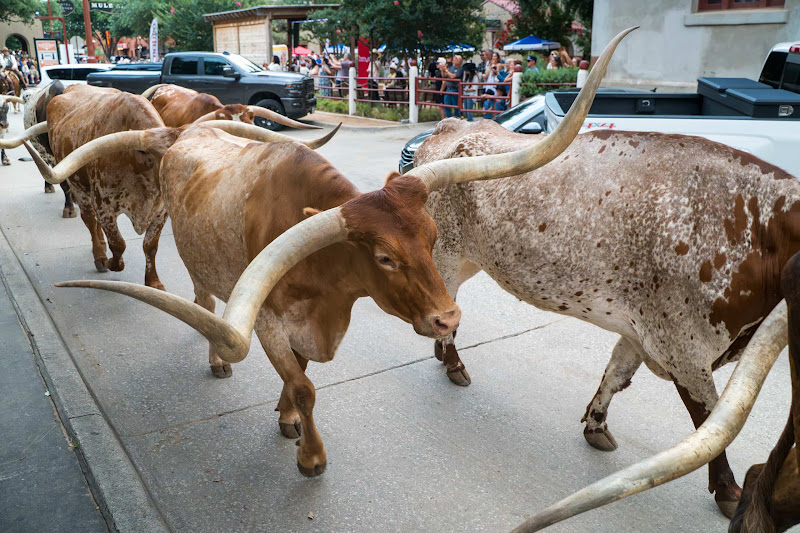 Longhorn Cows Walk The Street For Cattle Drive