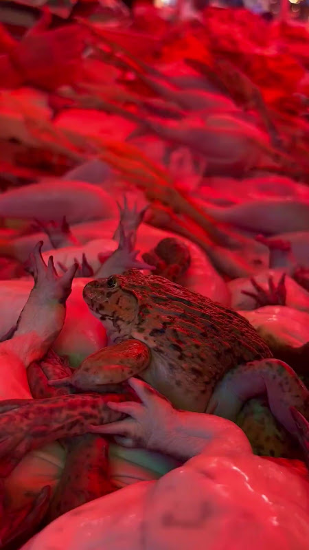 Live Frogs Suffering At Food Market