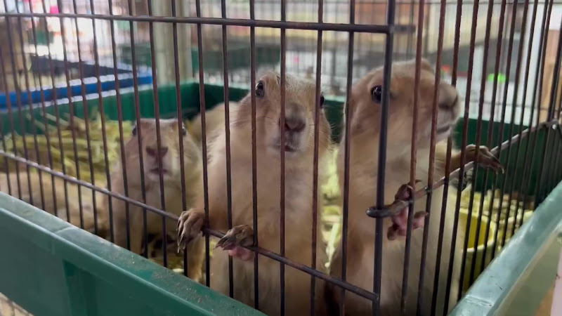 Caged prairie dogs for sale at pet market