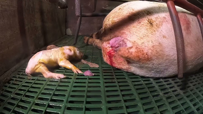 Mother pig in a farrowing crate gives birth to stillborn piglet while another baby convulses