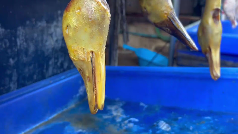 Plucked Duck Bodies For Sale