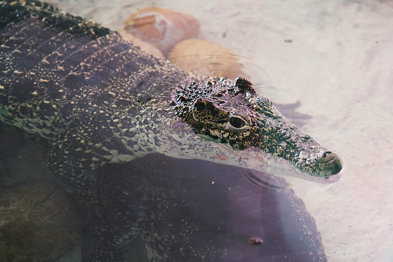 Reptile