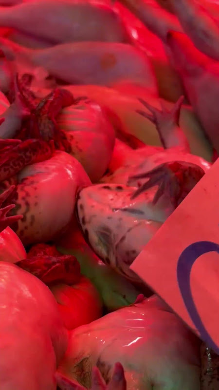 Live Frogs Suffering At Food Market