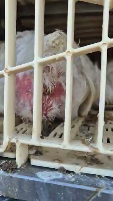 Chicken With Possible Contact Dermatitis On A Slaughter Truck