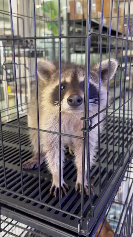Lone Raccoon in a cage plays with activists hand