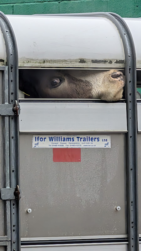 Cow looks out of transport trailer 