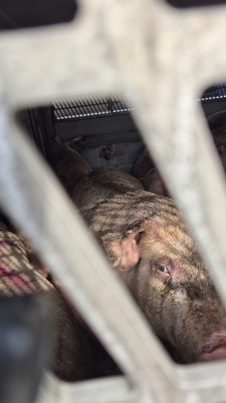 Pigs Looks At Camera In Slaughtertruck