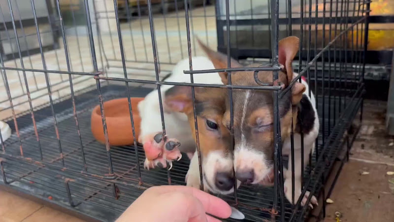 Puppies in a cage wanting to play at pet market