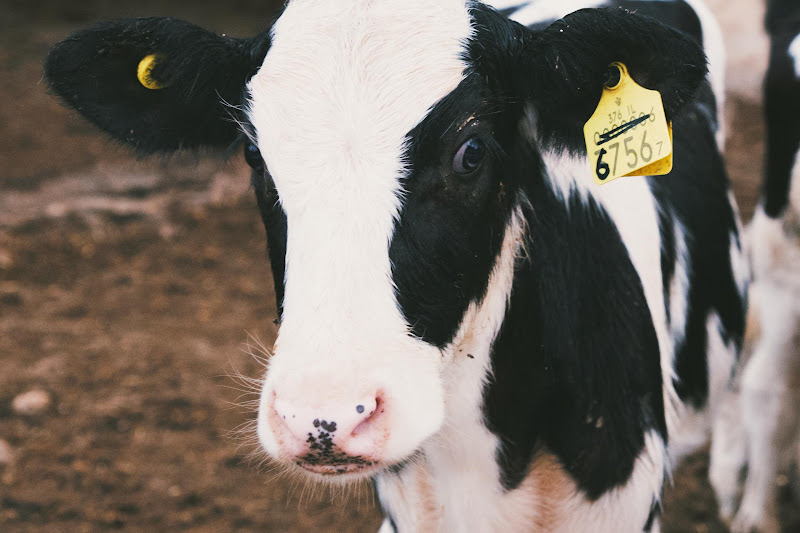 Dairy Calf