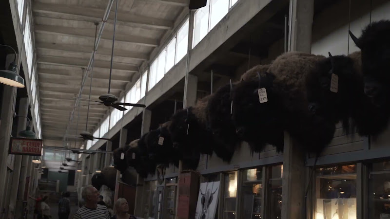Taxidermy