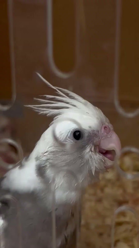 Cockatiel Bird at pet market