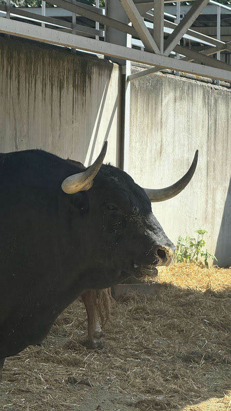 Bull Fighting