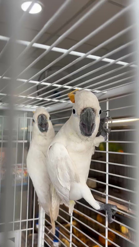 Caged Cockatoos For Sale At Pet Market