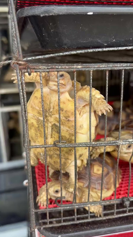 Tortoises in a cage at pet market