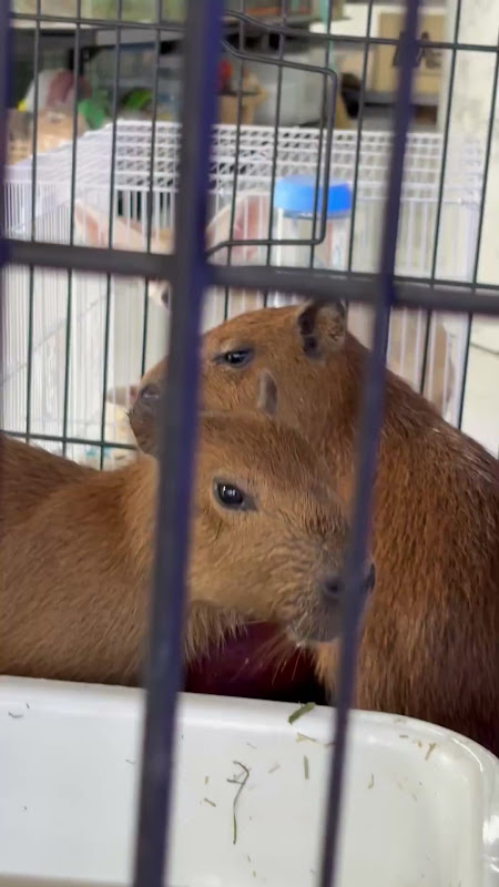 Caged Young Capybaras at pet market