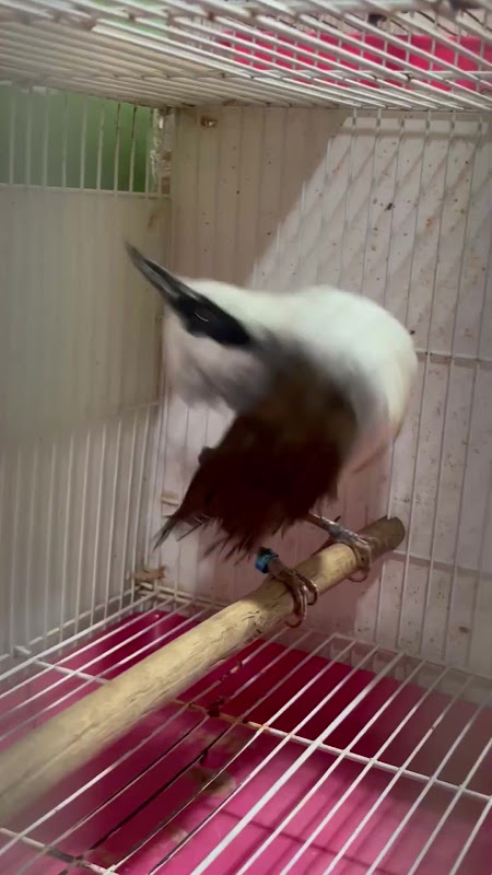 White Crested Laughingthrush At Pet Market