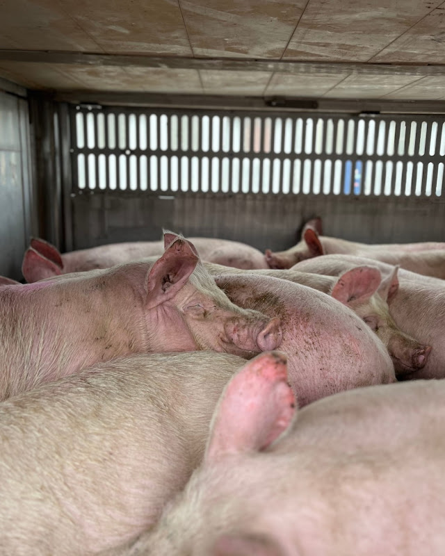 Pig Rests Chin on Another Pig Inside a Slaughterhouse Truck at Vigil