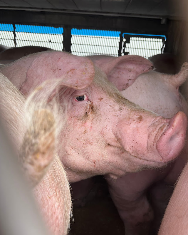 Close Up of Pig's Face Inside a Slaughterhouse Truck at Vigil