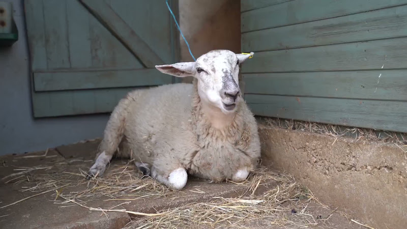 Sheep Sat Down