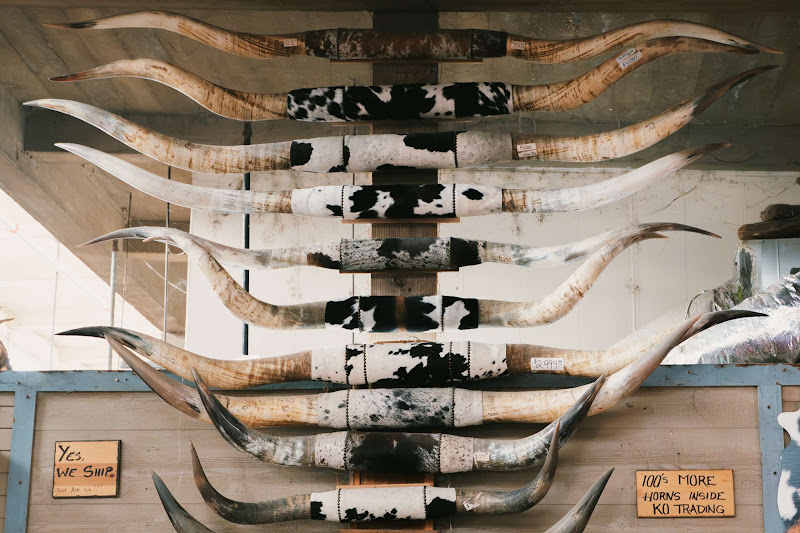 Cow Horns For Sale