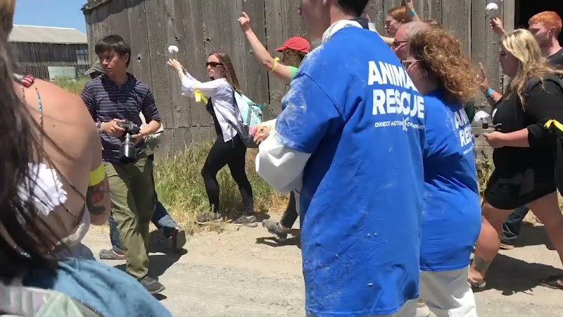 DXE Activists Carrying Rescued Chickens