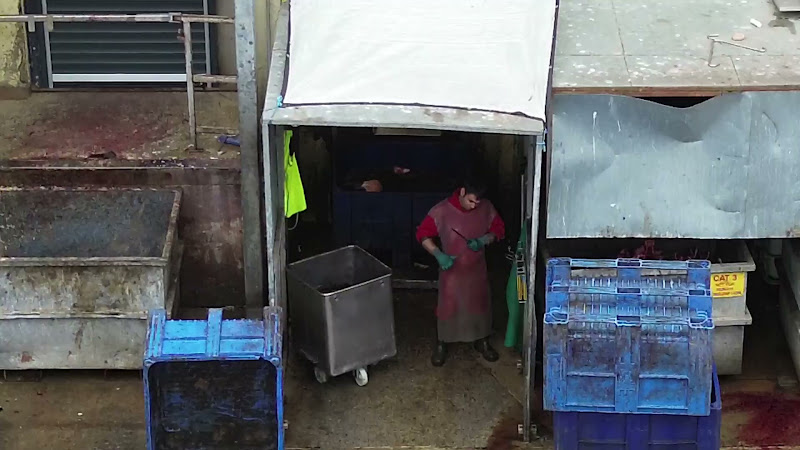 Slaughterhouse worker sharpening knife as hides fall into skip behind him