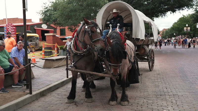 Horse & Cart