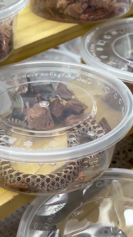 Western Hognose Snake in a plastic box