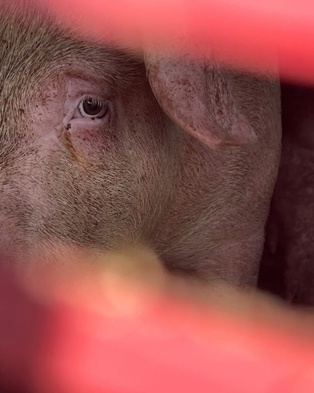 Sad Pig Inside a Slaughterhouse Truck at Vigil