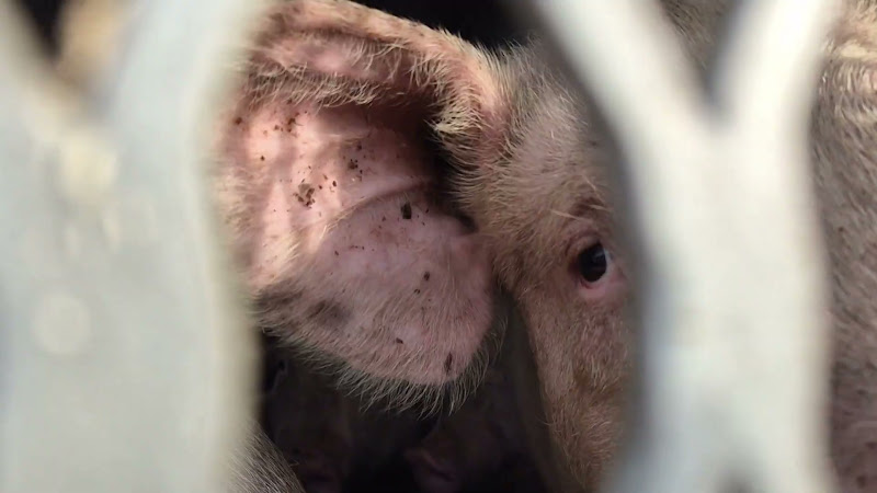 Close-up Of Pig On Slaughter Truck
