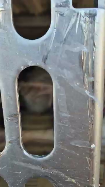 Chicken Lying On Their Back In Slaughterhouse Truck