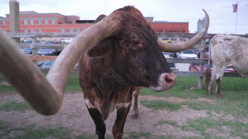 Longhorn Cow Waiting For Cattle Drive
