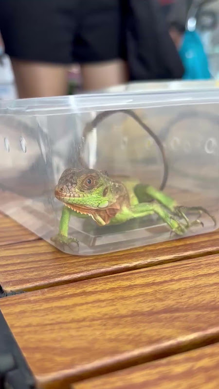 Young Iguana For Sale At Pet Market