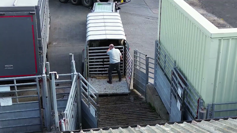 Close up of cows unloading from small trailer at slaughterhouse