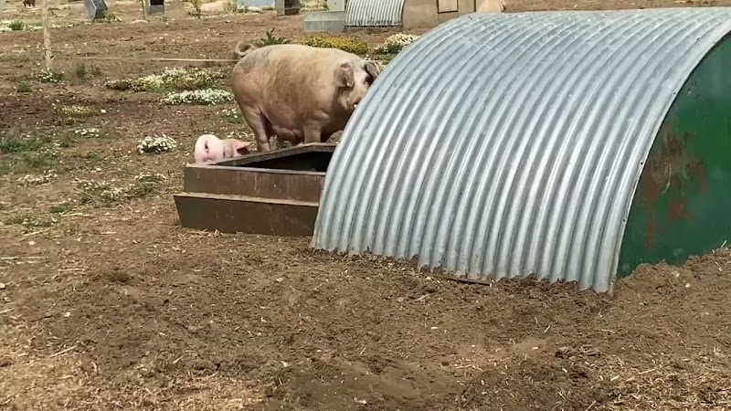 Mother Pig & Piglet 
