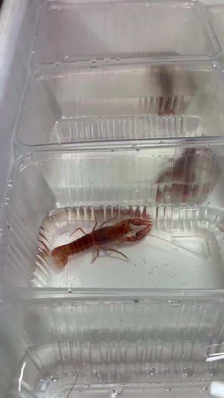 Crayfish At Pet Market
